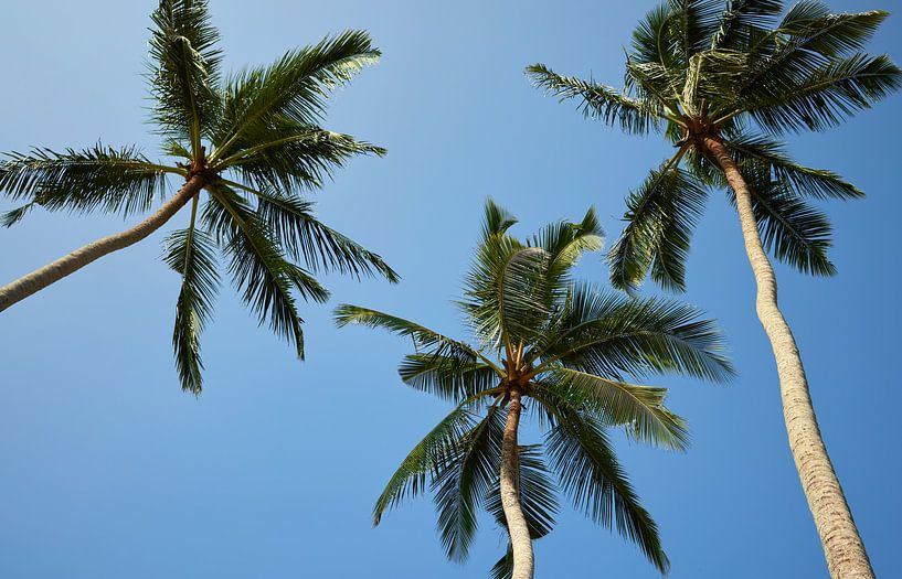 Tropical sky by Dilani Butink
