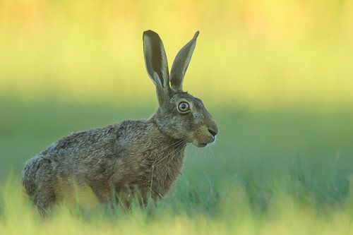 Haas in het vroege ochtendlicht.