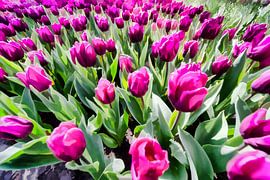 Roze tulpen in een bollenveld