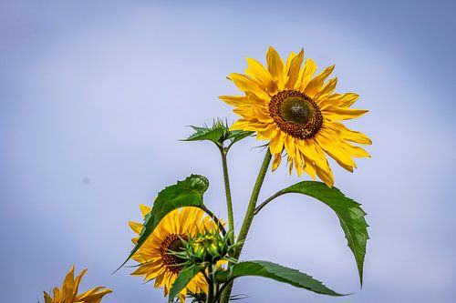 Stolze Sonnenblume an ihrem höchsten Punkt