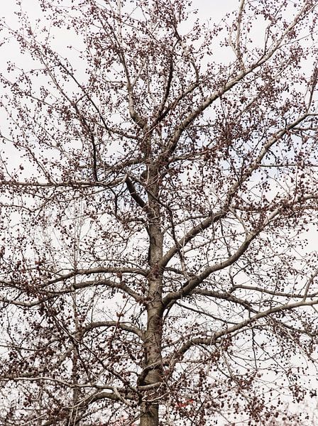 Tree in Amsterdam West, North Holland, Netherlands by Aaya Photographs, Aaya Mohamed by Aaya Mohamed
