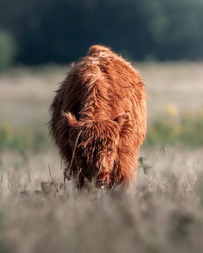 Young Scottish highlander portrait in evening light