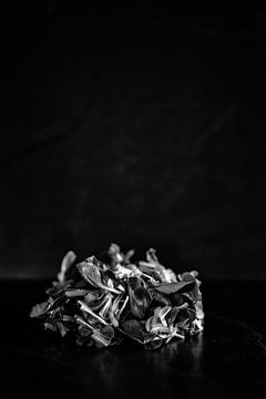 Die Reste: Feldsalat von André Blom Fotografie Utrecht