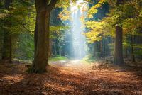 Towards the light