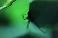 Spider in a green world