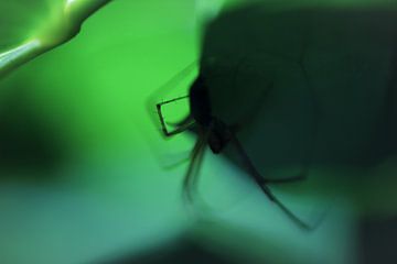 Spinne in einer grünen Welt von Nienke Castelijns