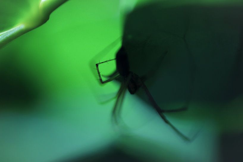 L'araignée dans un monde vert par Nienke Castelijns