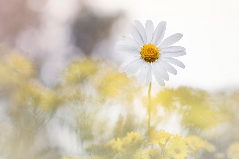 Wonderful Yellow van Bob Daalder