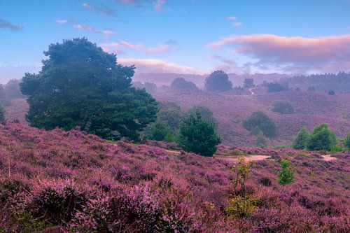 Posbank op de veluwe