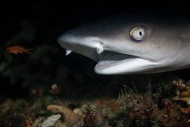 Requin @ Komodo, Indonésie sur Travel Tips and Stories