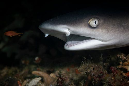 Shark @ Komodo, Indonesia