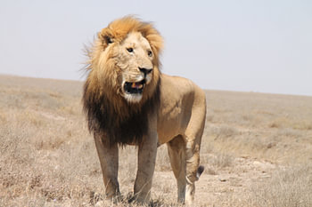 Lion de Tanzanie