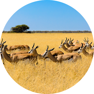 Kudde springbokken in savannegras van Denis Feiner