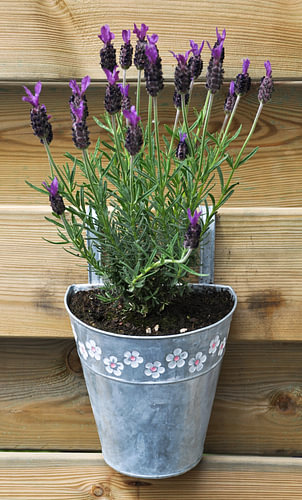 Lavendel in bloempot