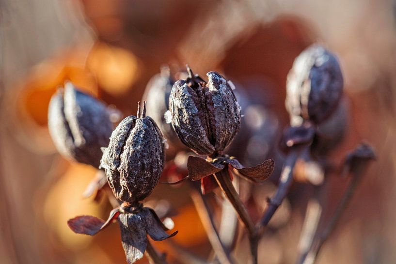 Deer hay by Rob Boon