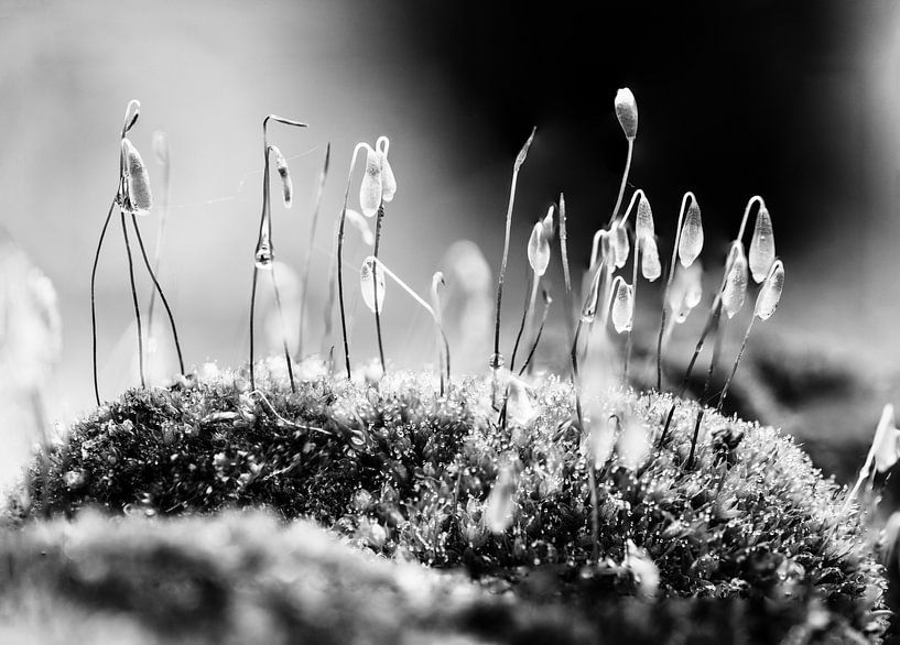 Draadmos met kleine mond tegen een wazige achtergrond van Henry Oude Egberink