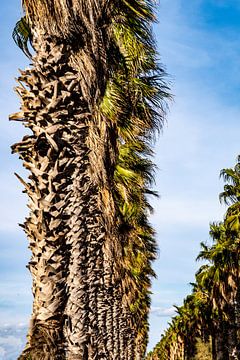 Fan palms by Dieter Walther