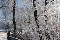 Rijp en sneeuw op de bomen van Fotografie Fryslân thumbnail