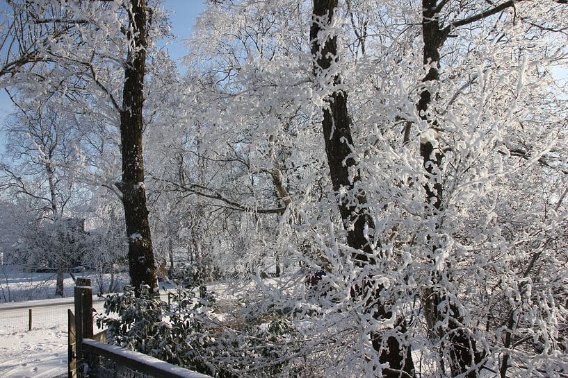 Rijp en sneeuw op de bomen van Fotografie Fryslân