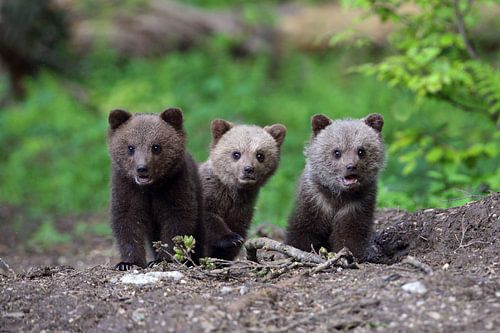 Drie jonge Bruine Beertjes kijken nieuwsgierig richting de camera