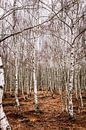 Forêt de bouleaux par Mayra Fotografie Aperçu