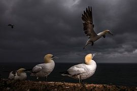 Basstölpel von Linda Raaphorst