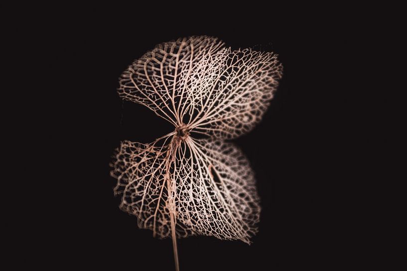 Fine art hydrangea by Sandra Hazes