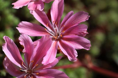 27 Jochumhof Bitterkruid