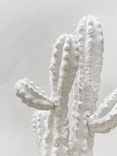 witte cactus