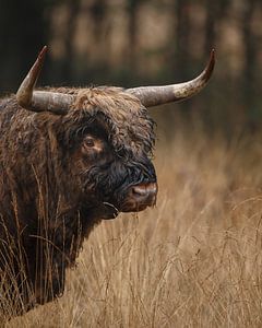 Schottischer Highlander-Stier