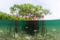 Mangroves par Joost van Uffelen Aperçu