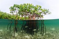Mangroves