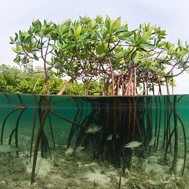 Mangroves sur Joost van Uffelen