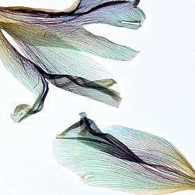 Better together no. 1 - Der Fingerabdruck der Blätter von Christine de Vogel