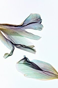 Better together no. 2 - The fingerprint of leaves