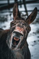 Donkey