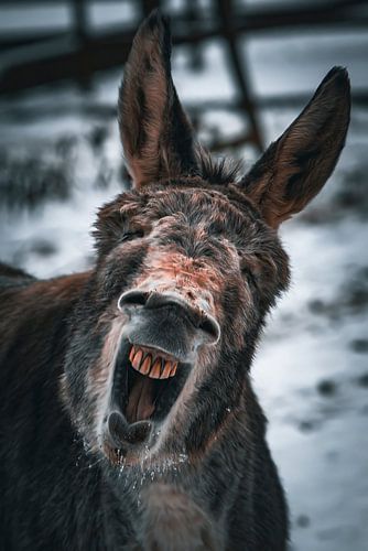 Esel von Pixel4ormer