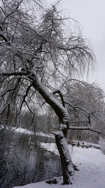 Sneeuwseizoen van fotograaf chaimaa