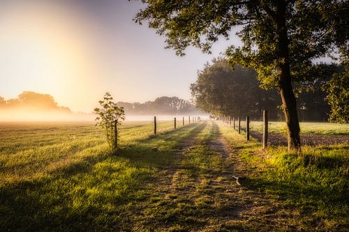 Het mistige pad naar een paardenwei