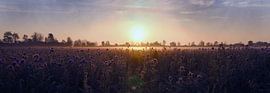 A meadow at sunrise