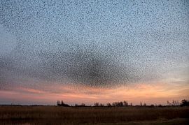 Stimmungsvolle Landschaft mit Tausenden von Staren von Franke de Jong