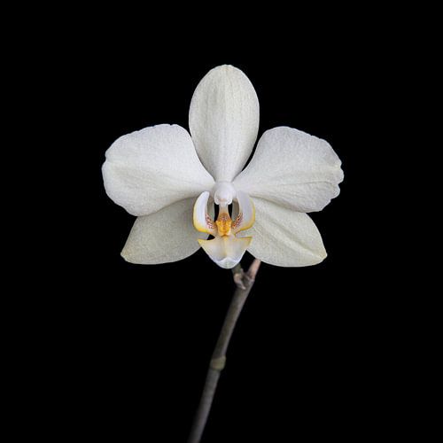 White orchid