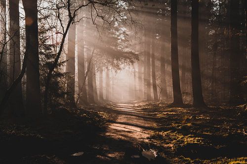 Morgensonne durch die Bäume