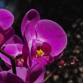 Orchidee von Rob van Keulen