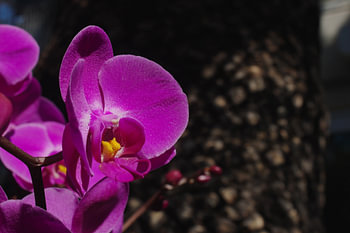 Orchidée