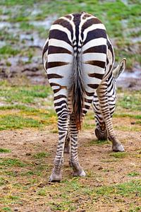 Wunderschöner Pferdeschwanz eines Zebras.....