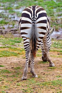 Mooie paardenstaart van een zebra.....