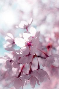 Kirschblüten von Zoom_Out Photography