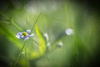 fleur