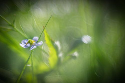 bloem